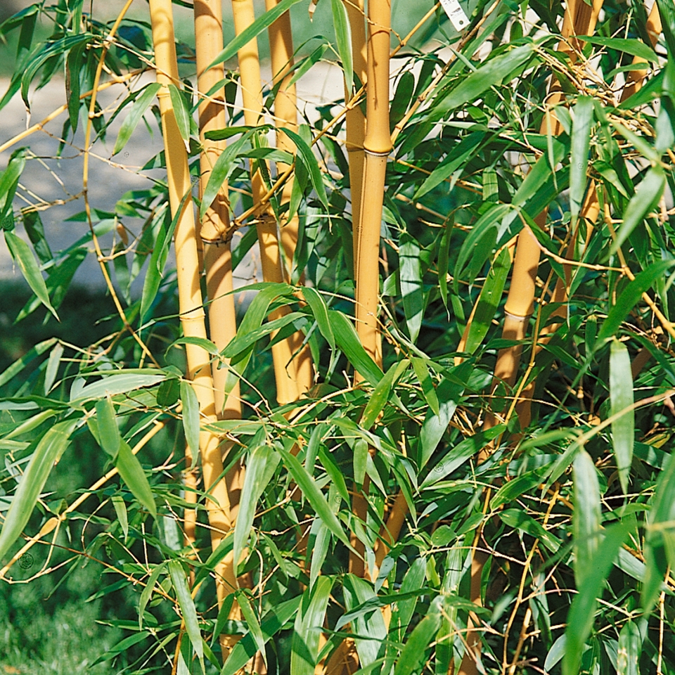 Bamboo Green Phyllostachys aurea - 10L (Northern Ireland only)