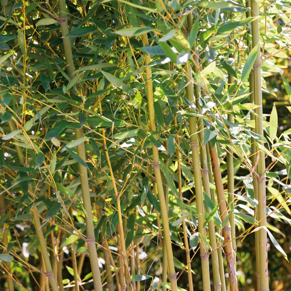 Bamboo Green Phyllostachys aurea 5L (Northern Ireland only) Homebase