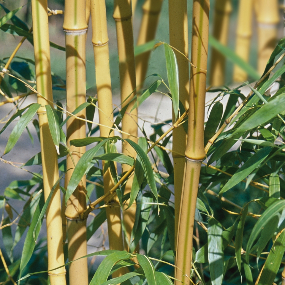 Bamboo Yellow Phyllostachys aureosulcata f. spectabilis - 5L (Northern Ireland only)