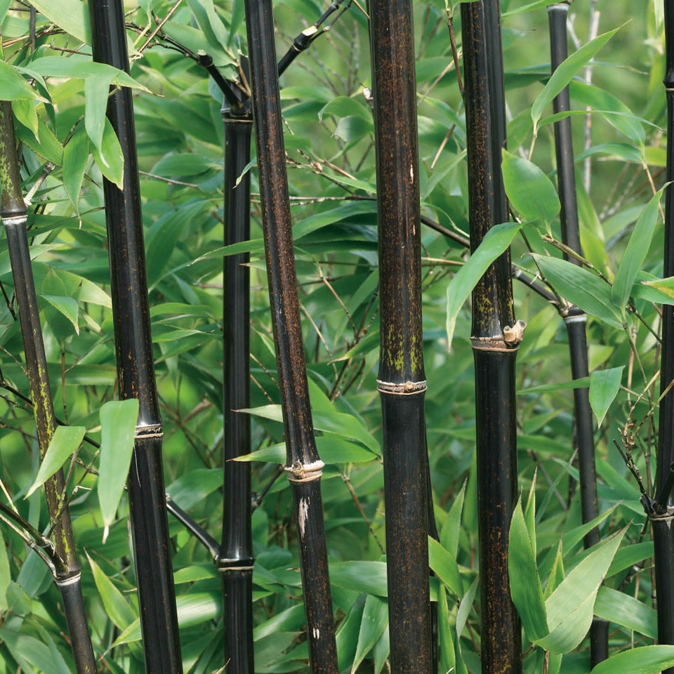 Bamboo Black Phyllostachys nigra - 10L (Northern Ireland only)