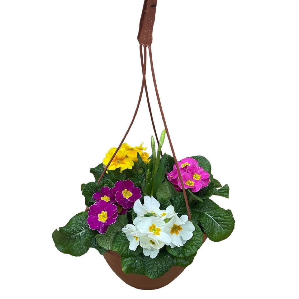 Primrose & Narcissus Tete-a-Tete Terracotta Coloured Hanging Pot 25cm Spring