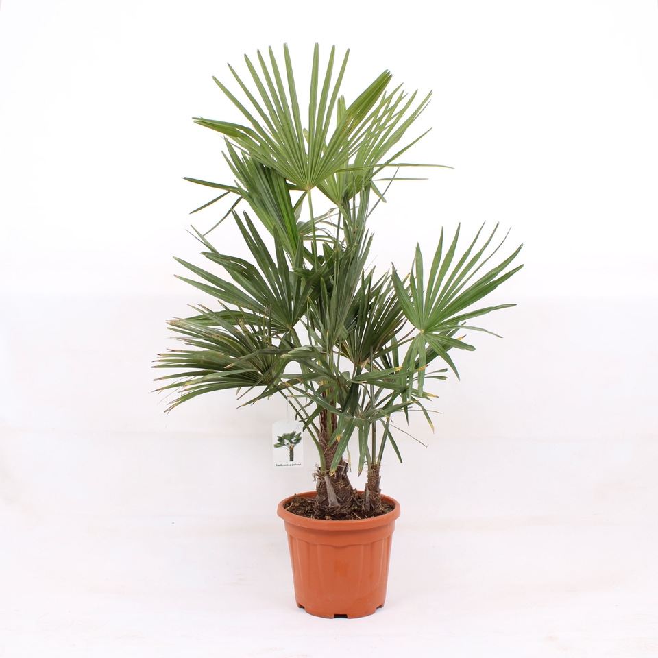 Trachycarpus fortuneii (Chusan Palm) - 30cm (Northern Ireland only)