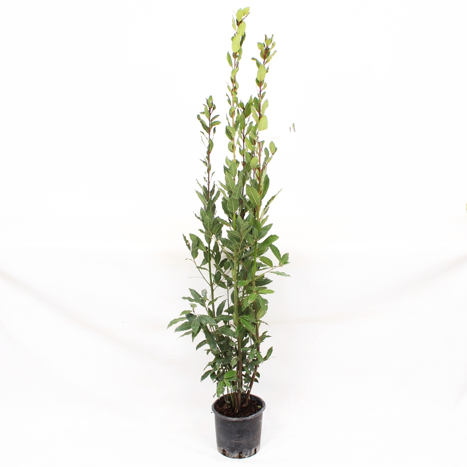 Bay Tree Laurus Nobilis bush 5L (Northern Ireland only) Homebase