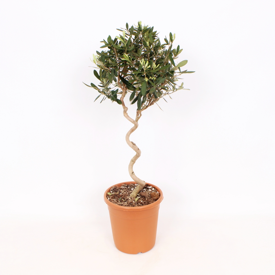 Olive Tree Small Spiral Standard - 21cm