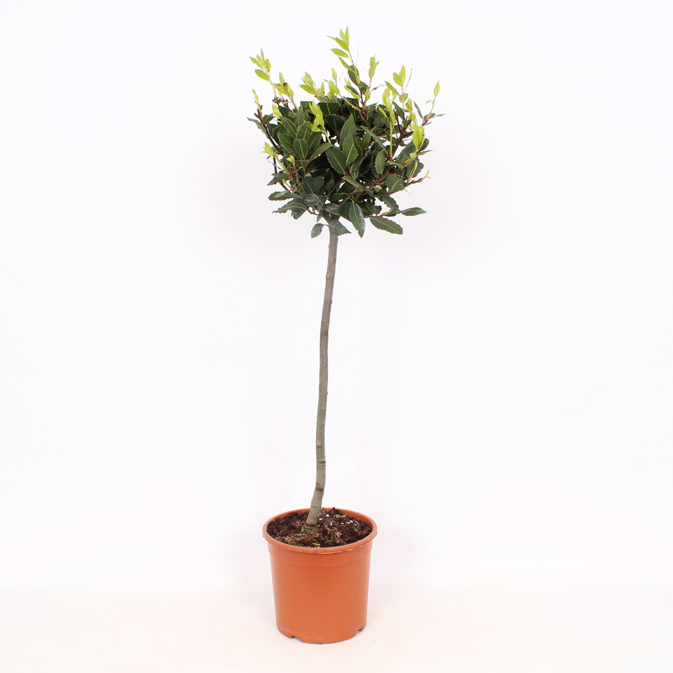 Bay Tree Laurus nobilis Mini Standard - 21cm (Northern Ireland only)
