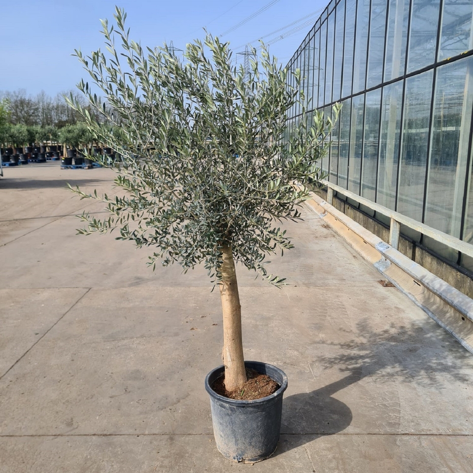 Olive Tree - 35L Mediterranean Large Standard - 4 Olive Trees