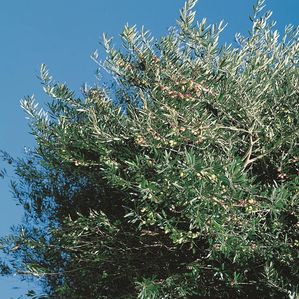 Olive Tree Small Standard - 21cm