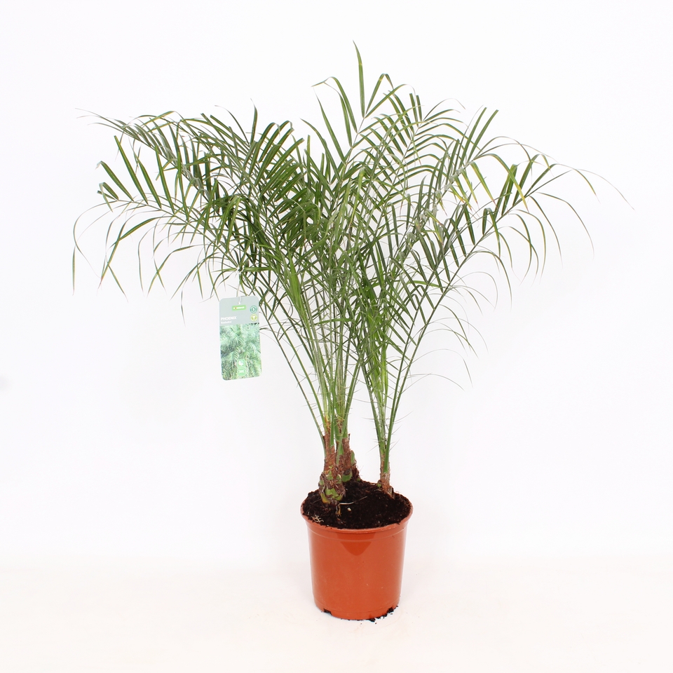 Phoenix roebelenii Multitrunk (Pygmy Date Palm) - 20cm