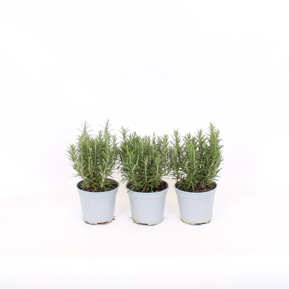 Herb Rosemary - 14cm