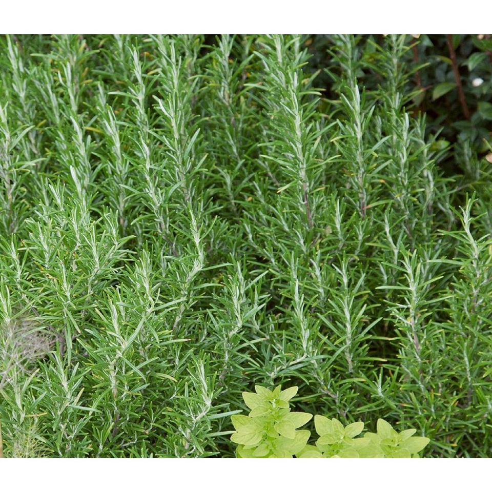 Herb Rosemary - 14cm