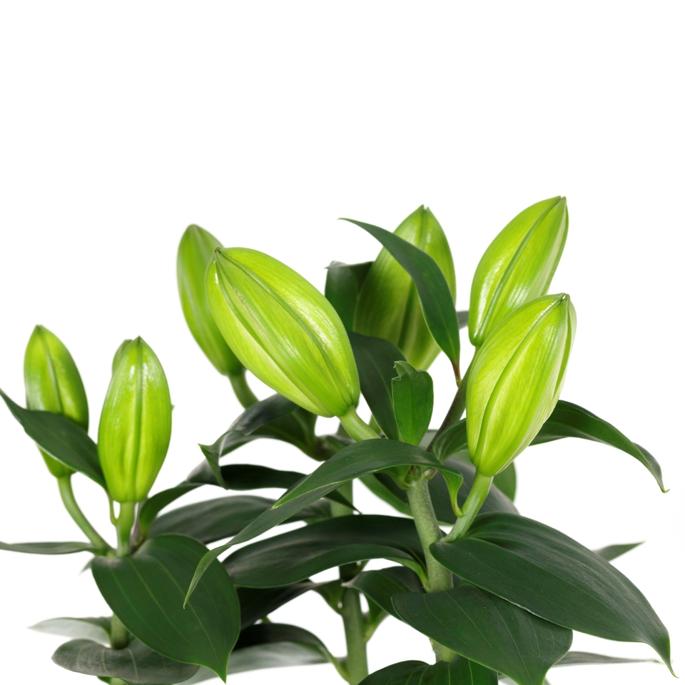 Oriental Lily Houseplant - 1.5L | Homebase