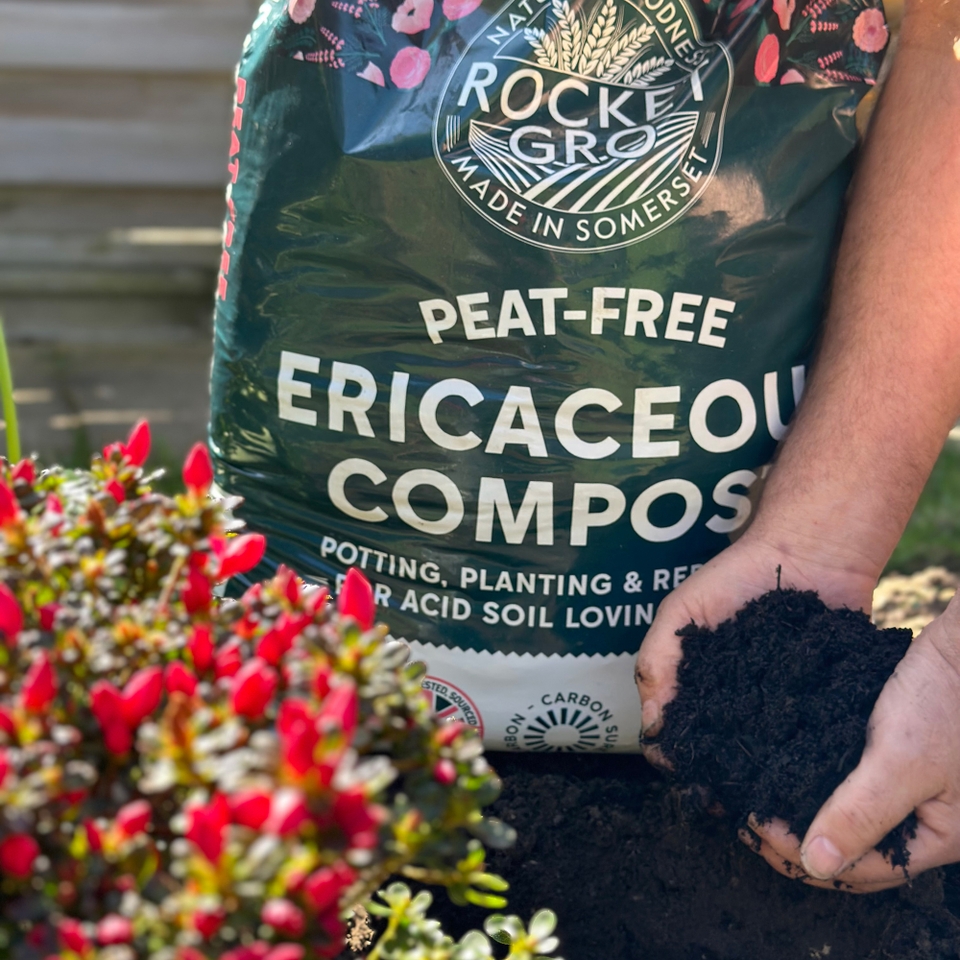 Compost Ericaceous & Peat Free Compost Homebase