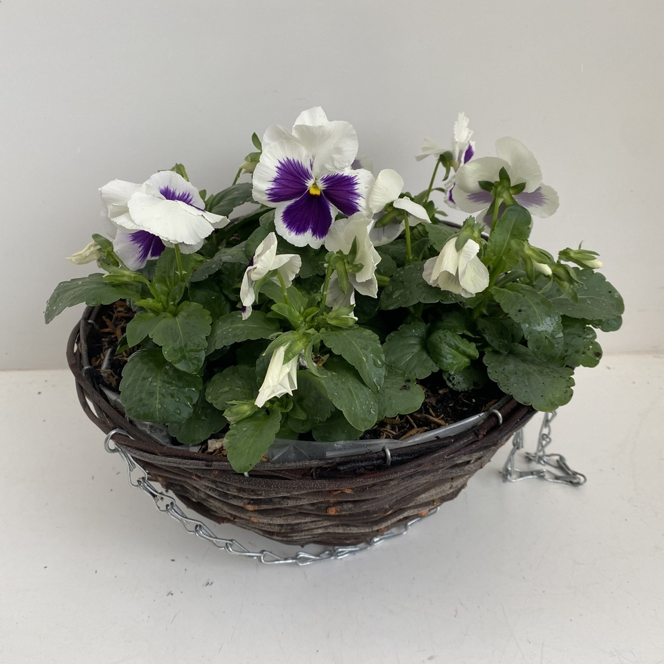 Rattan Hanging Basket Pansy Autumn - 30cm