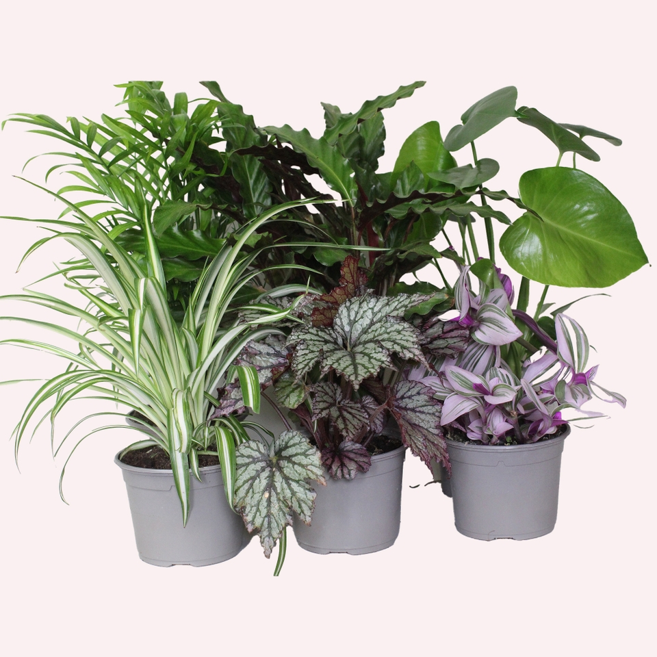 Houseplants collection 13cm pot - 6 plants