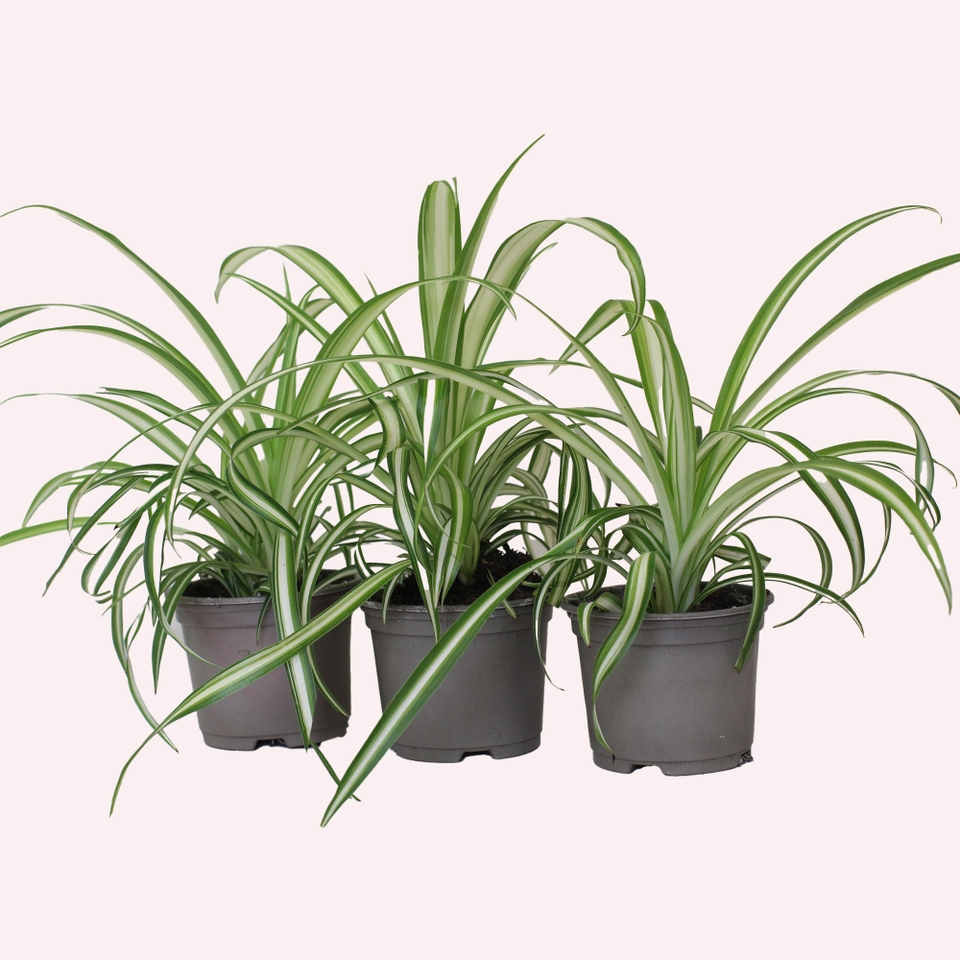 Chlorophytum  (Spider Plant)  9cm pot  bundle - 3 plants