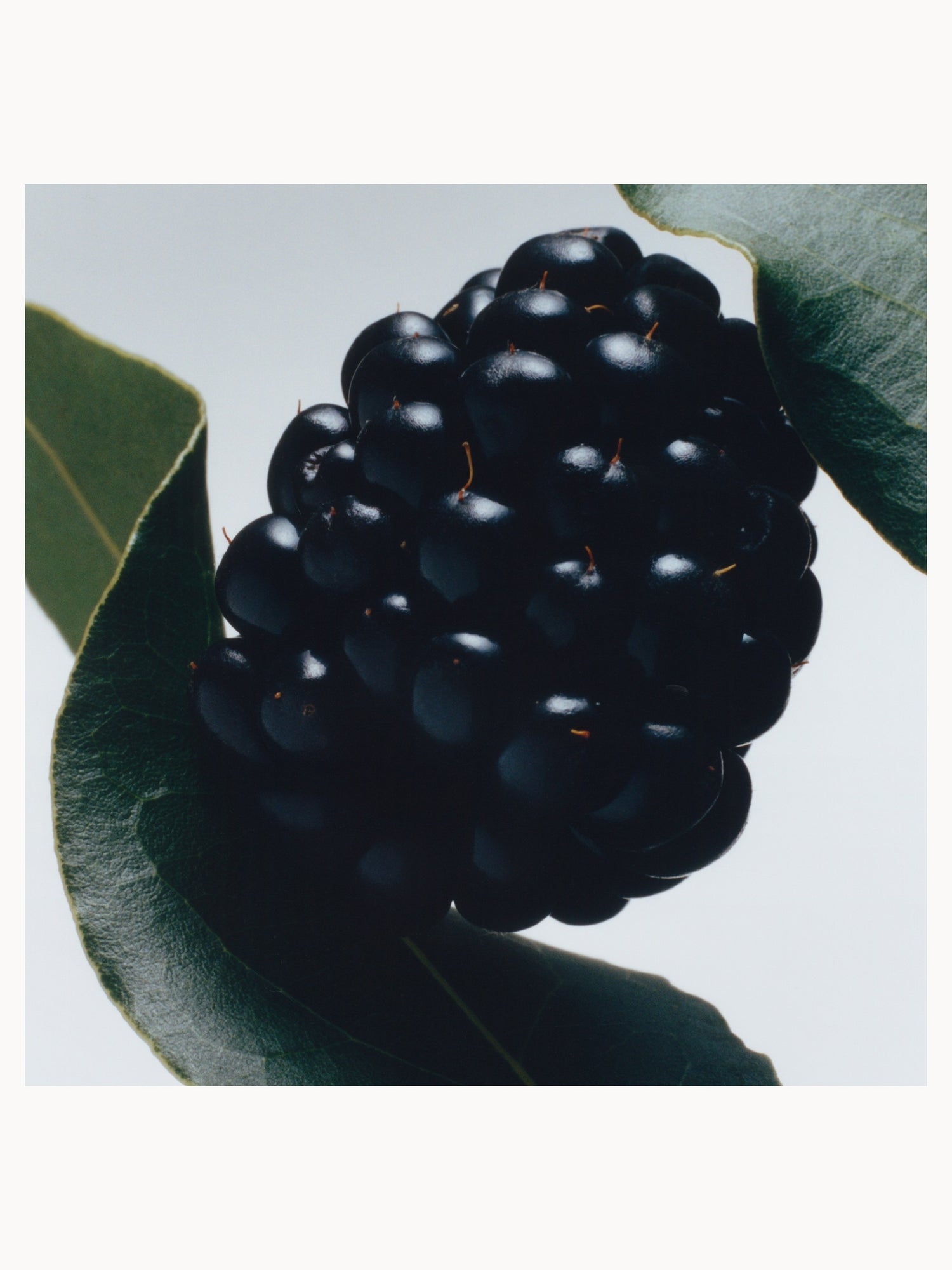 Jo Malone London Blackberry & Bay Cologne - 30ml | LOOKFANTASTIC