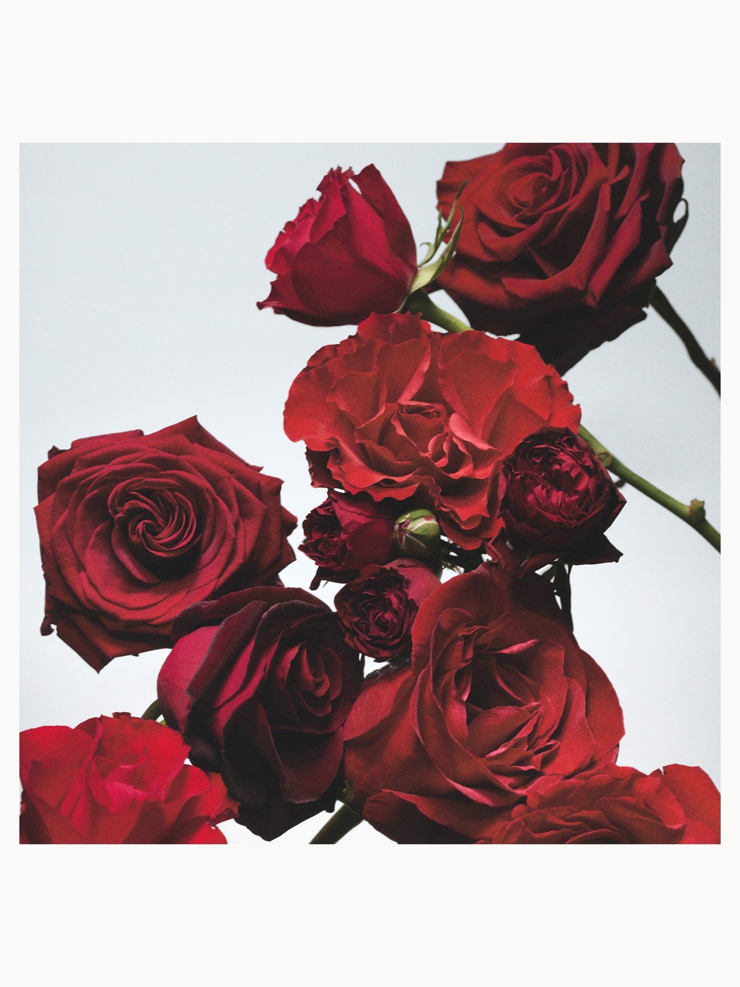Jo Malone London Red Roses Scent Surround Diffuser 165ml