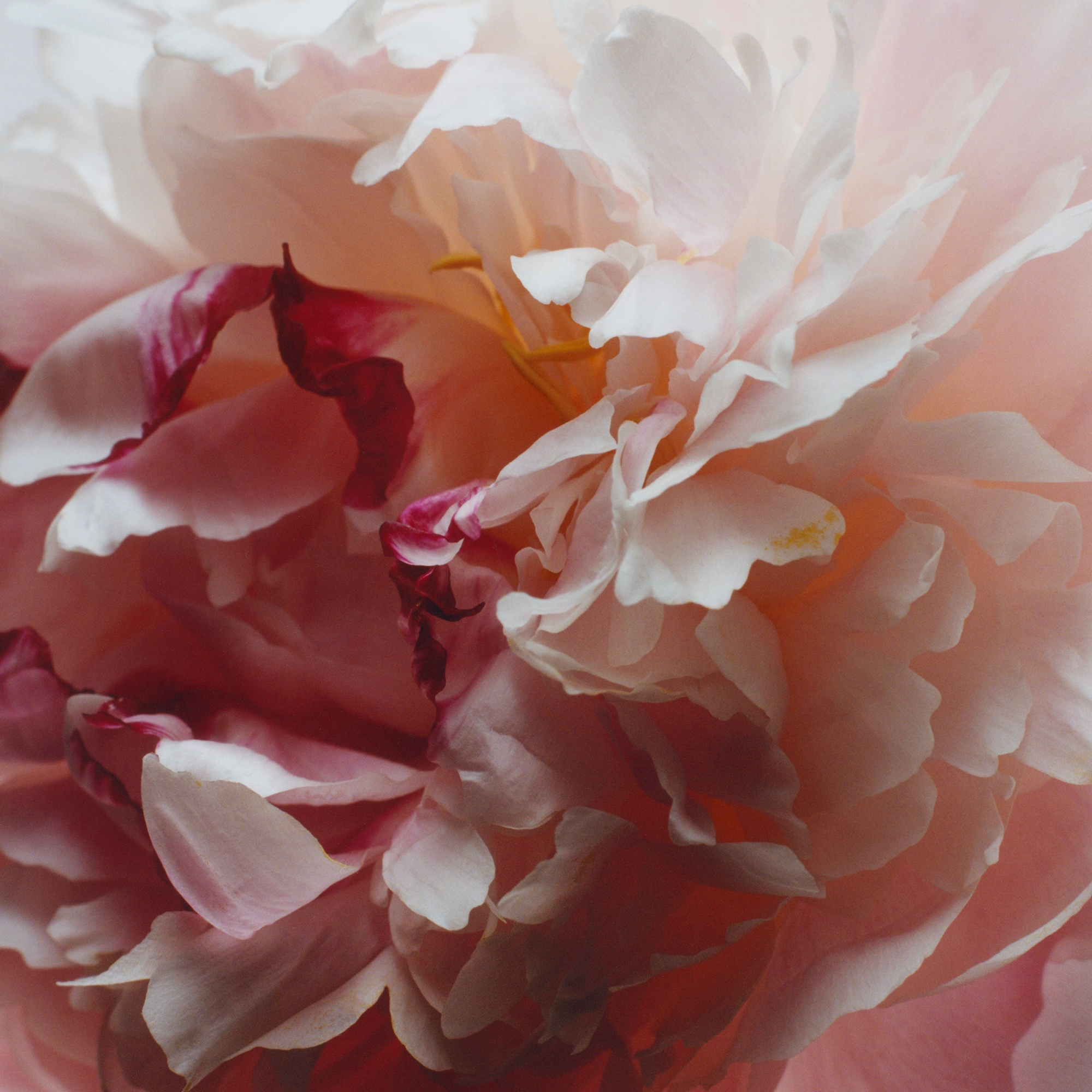 JO MALONE Peony & Blush Suede ディフューザー Peony & Blush Suede Diffuser | United States E-commerce Site