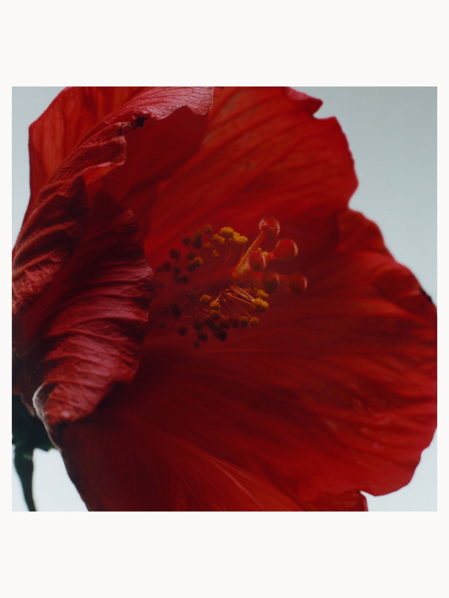 Jo Malone London Red Hibiscus Cologne Intense 50ml | LOOKFANTASTIC