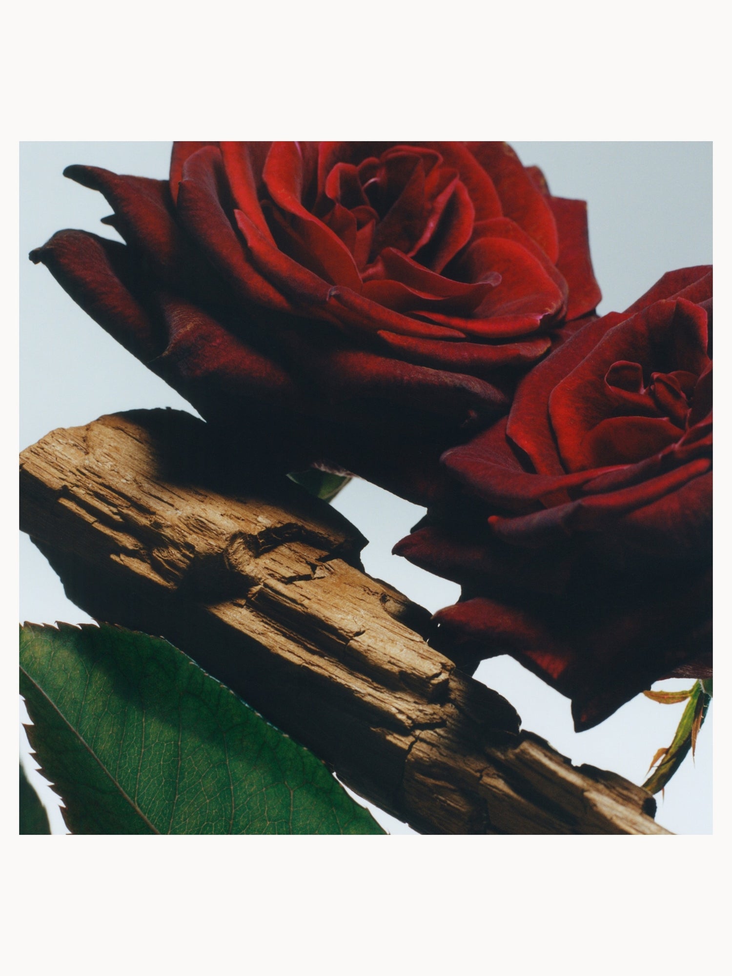 その他 JO MALONE VELVET ROSE & OUD 50ML Jo Malone London Velvet Rose & Oud Cologne Intense 50ml