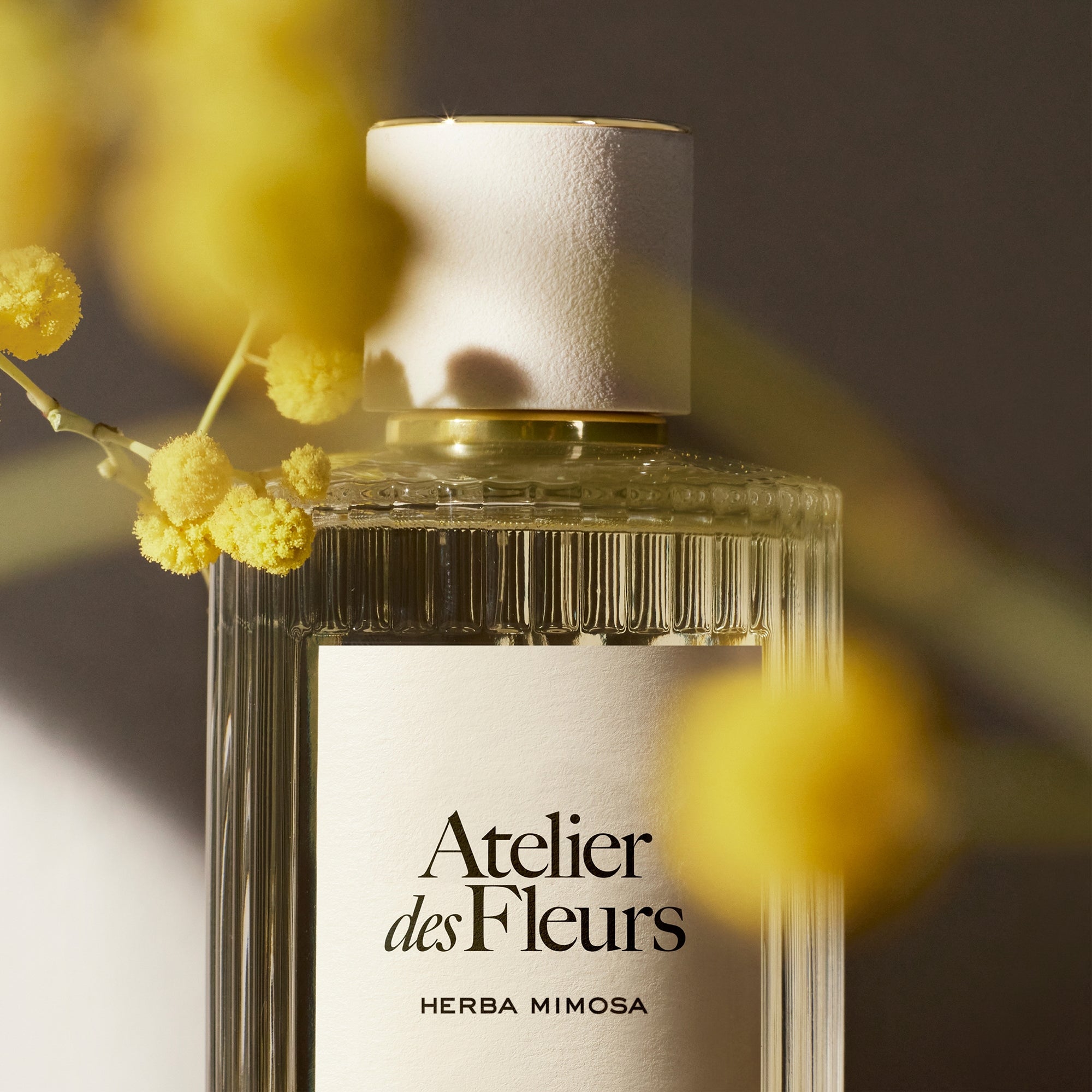 Chloé Atelier des Fleurs Herba Mimosa Eau de Parfum 50ml | Cult Beauty