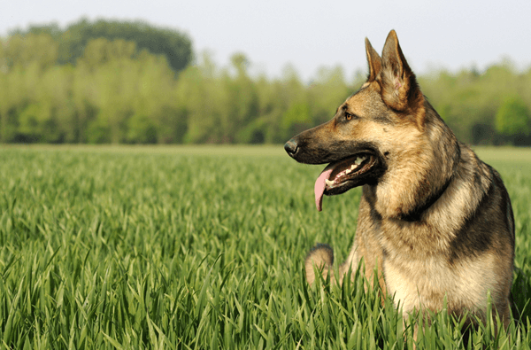 purina german shepherd