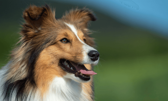 what-is-line-breeding-dogs