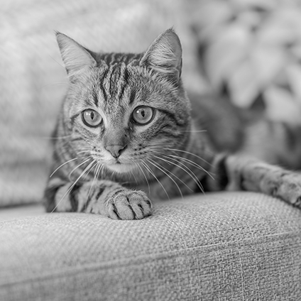 <center>Cat</center>