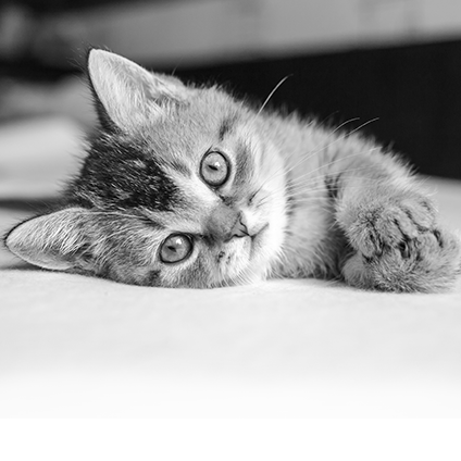 <center>Kitten</center>