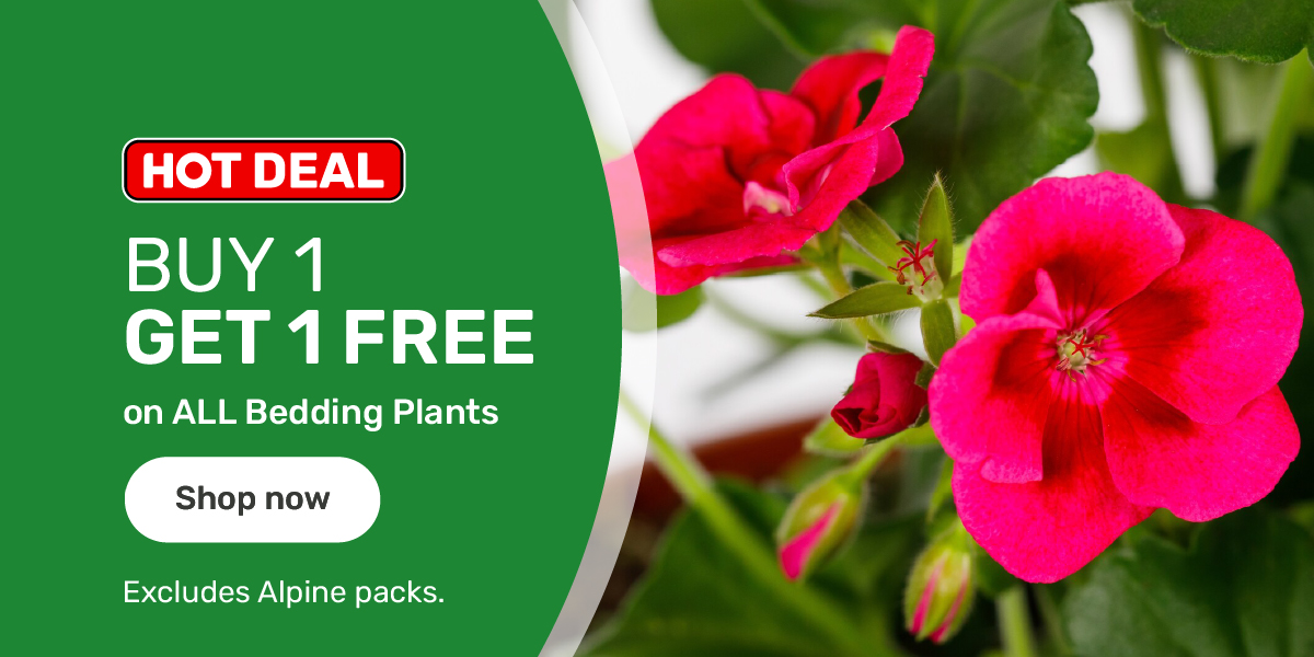 Buy One Get One Free on ALL Bedding Plants