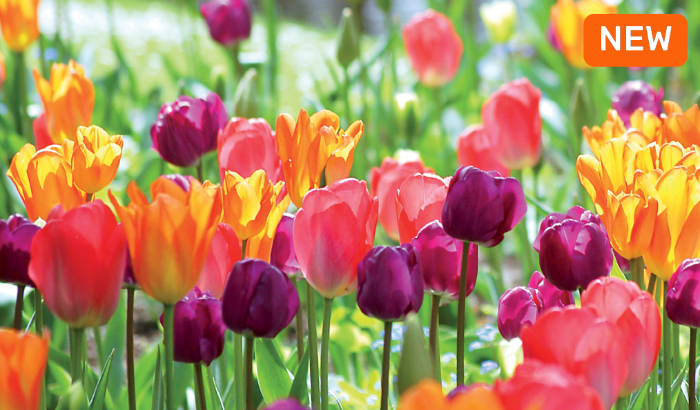 Spring Flowering Bulbs