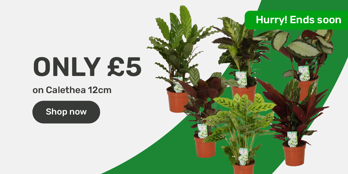 Only £5 on Calethea 12cm