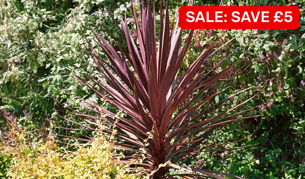 Cordylines 2L/17cm Was £13 Now £8. Save £5 