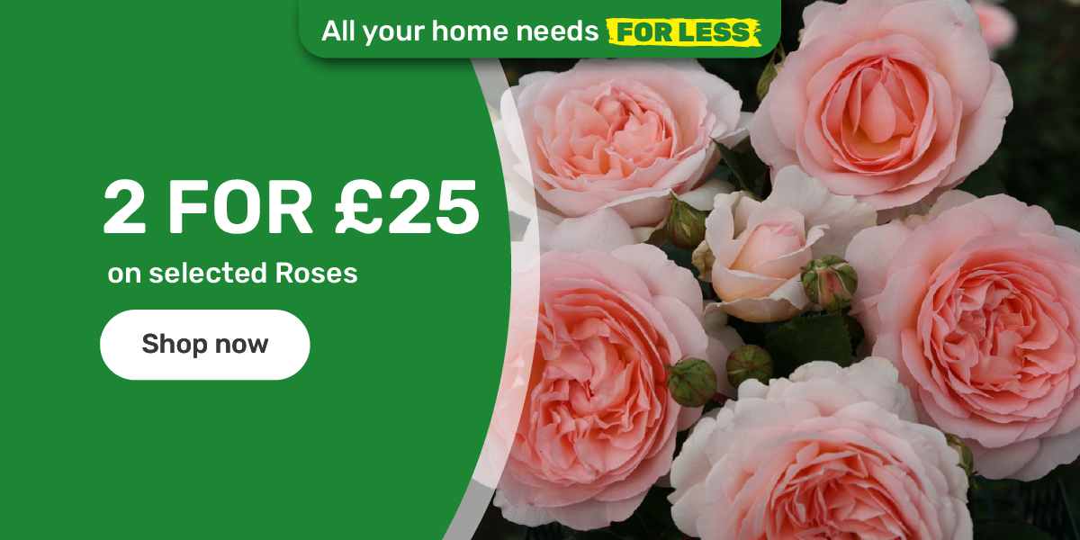 2 for £25 on selected Roses