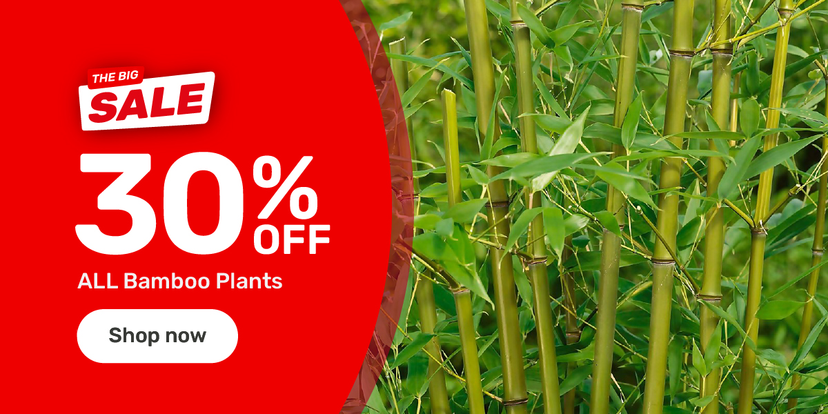 30% off all Bamboo Plants
