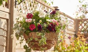 Planted Baskets & Containers