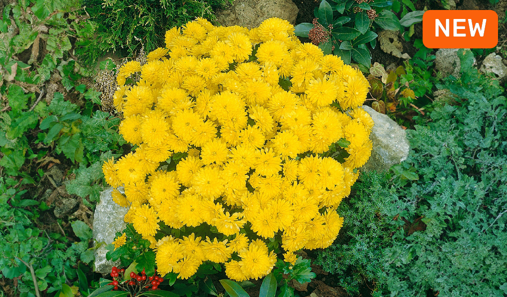 Garden Mums