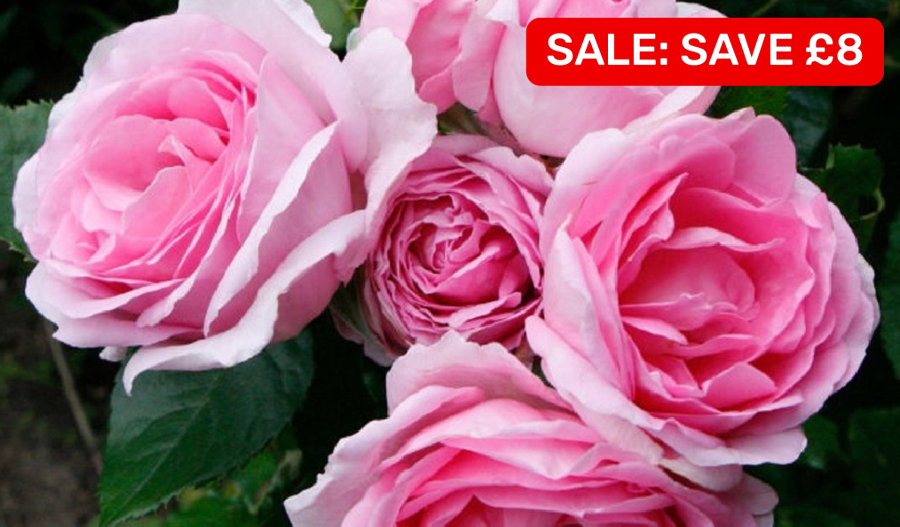 Roses 4.5L Was £20 Now £12. Save £8