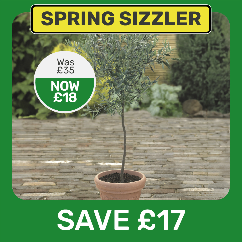 Save £17 on Olive Tree - 21cm