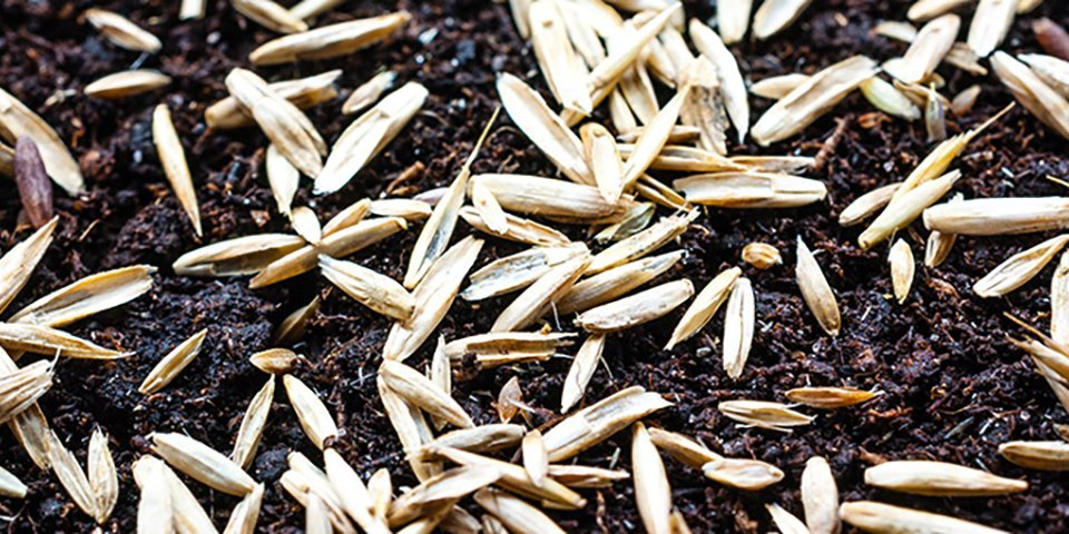 How To Create A New Lawn From Seed