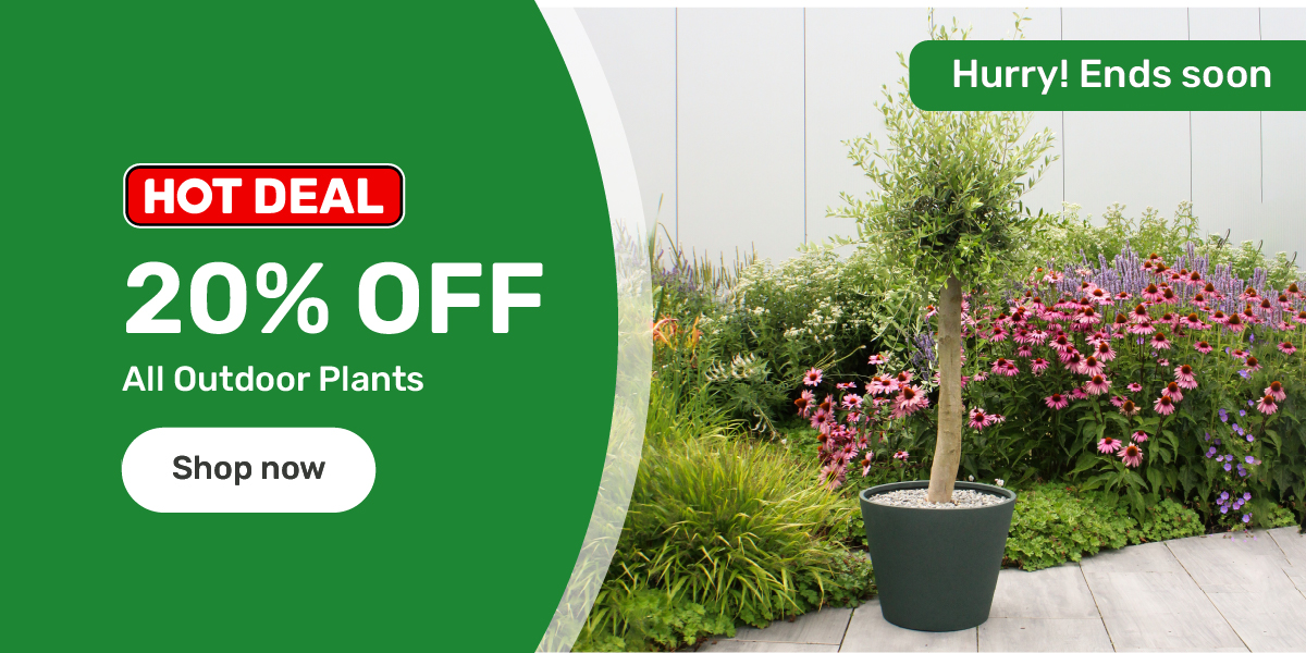 20% off all Outdoor Plants