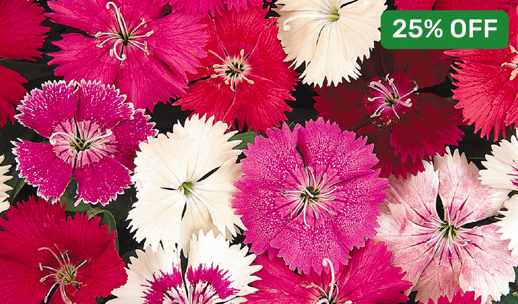 25% off Pack Bedding Plants