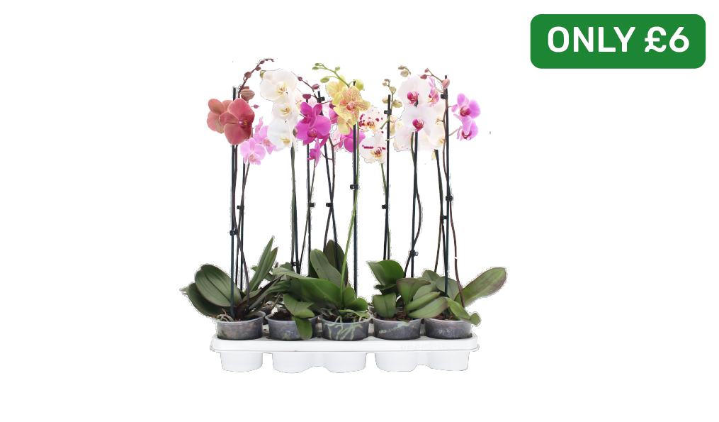 Only £6 Orchids 12cm