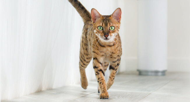 Diabetes bei der Katze