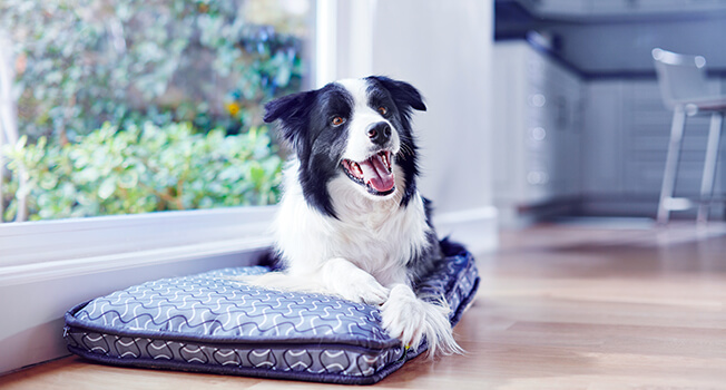 Gehirngesundheit des Hundes