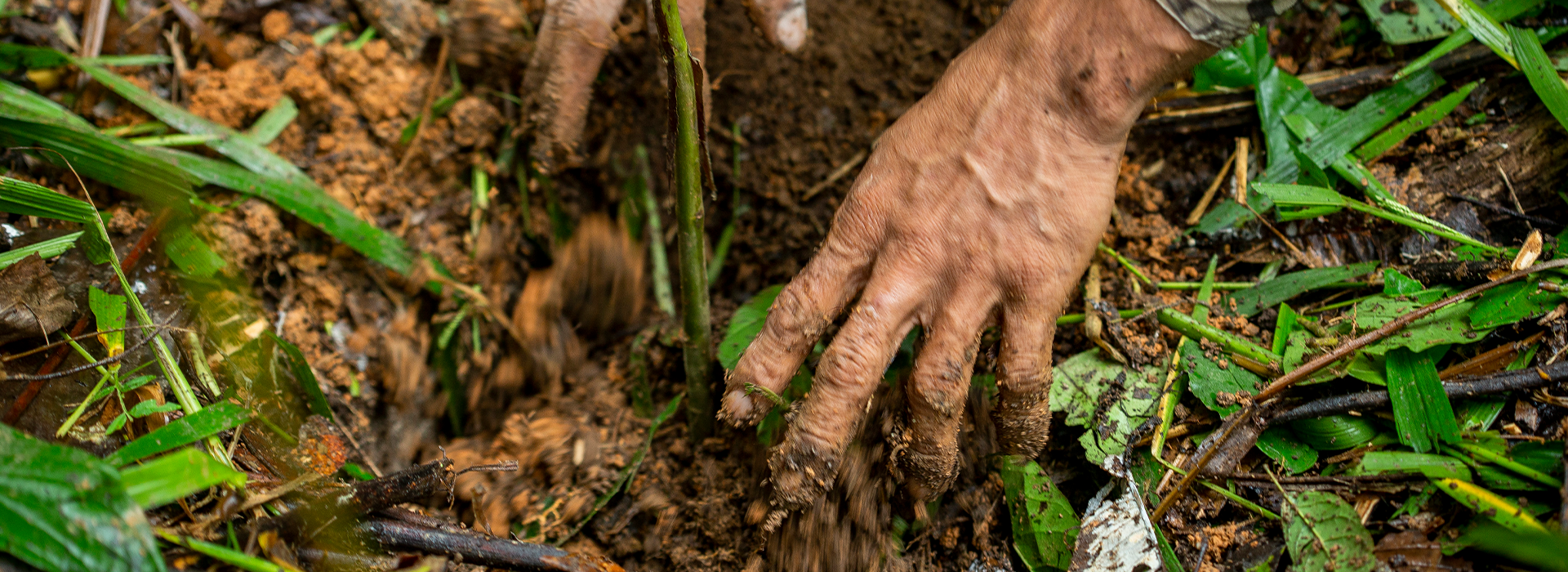 Hands planting tree