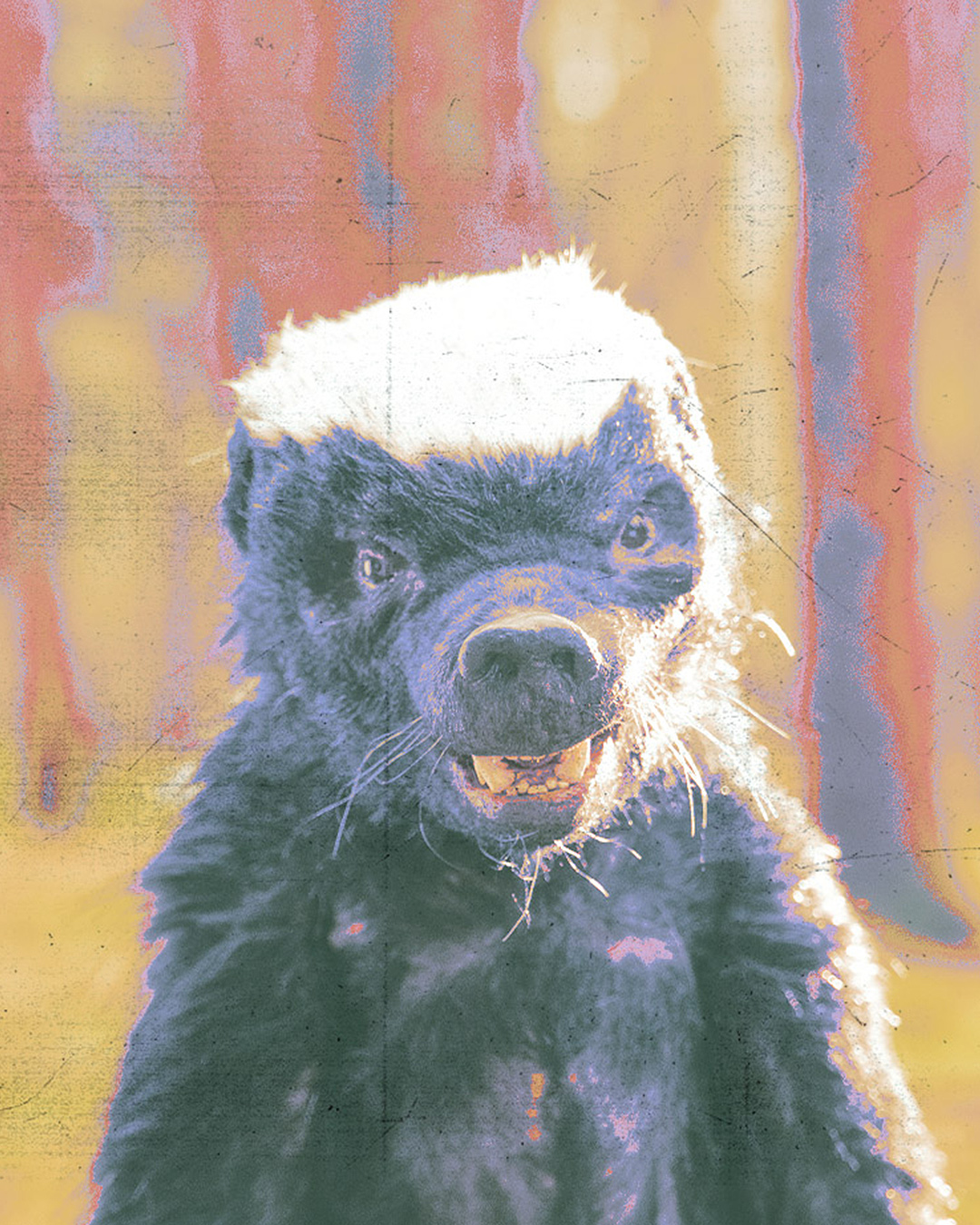 Honey Badger