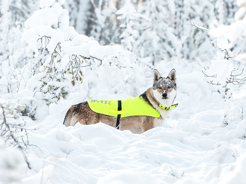 Rukka Pets - Easy, breezy, beautiful! 🐾🐶 Blizzard jacket