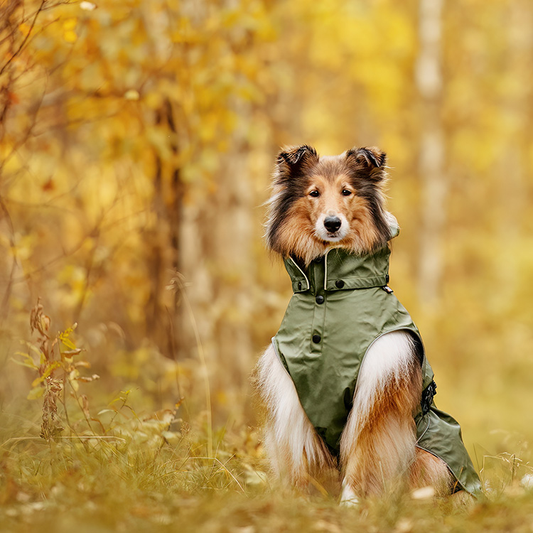 Quality clothing for your pet