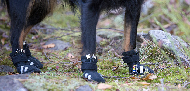 Shop dog shoes and accessories